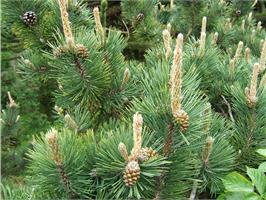 Сосна горная Pinus uncinata