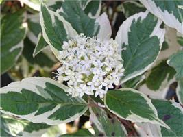 Дерен белый Sibirica - стильный садовый кустарник