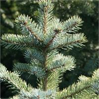 Ель колючая Glauca Kaibab