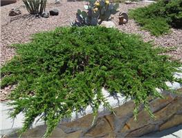 Можжевельник казацкий Tamariscifolia