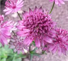 Астранция крупная (Astrantia) major Venice