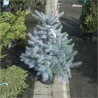Ель колючая Blue Diamond - голубая ель с плотной кроной
