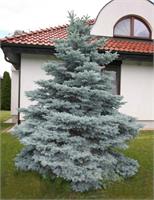 Ель колючая Misty Blue