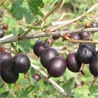 Крыжовник Консул - бесшипый и урожайный сорт