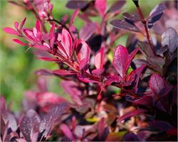 Барбарис Тунберга Atropurpurea