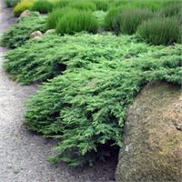 Можжевельник казацкий Rockery Gem