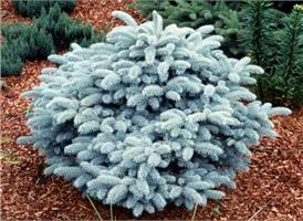 Ель колючая Glauca Globosa - украшение участка