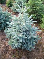 Ель колючая Glauca Kaibab