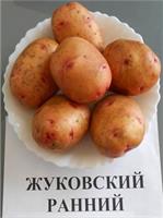 Картофель семенной Жуковский
