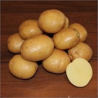 Картофель семенной Колобок