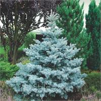  Ель колючая Super Blue Seedling