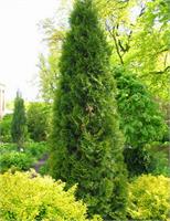 Туя западная Pyramidalis Compacta