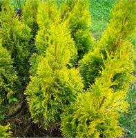 Туя западная Golden Brabant