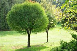 Ива шаровидная Salix