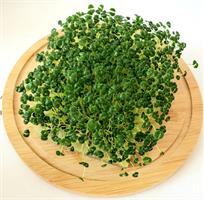 Микрозелень семян Чиа - незаменимый продукт на вашем столе