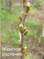 Как отличить мужскую облепиху от женской?