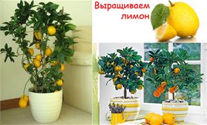 Разведение лимонов дома.