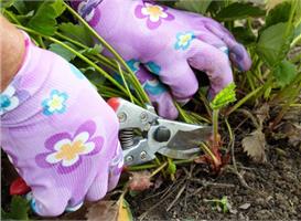 Ухаживаем за клубникой после сбора урожая