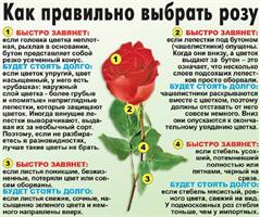 Как правильно выбрать розу!