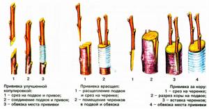 Что садоводу нужно знать о прививке