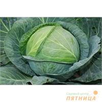 Продажа рассады 