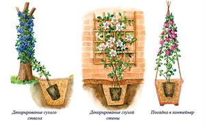 Посадка, уход и обрезка клематисов 
