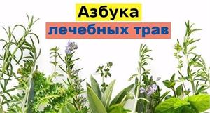 Лечебный сад. Что посадить, чтобы укрепить свое здоровье