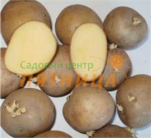 Готовим картофель к посадке 