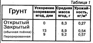 Землянику выращиваю под пленкой 