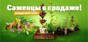 Приглашаем посетить нашу уличную торговую площадку с растениями! 