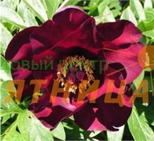 В продаже ИТО-пионы 