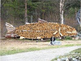 Рыбки не желаете? 