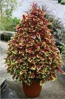 КОЛЕУС (лат. Coleus) 