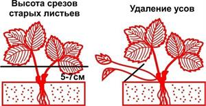 Обрезка листьев и усов клубники- когда, как и зачем? 