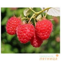 Почему плохо приживаются купленные высокосортные саженцы малины? 