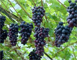 Виноград (Vitis) Kordianka 