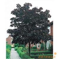 Клен остролистный (Acer platanoides Crimson King) 