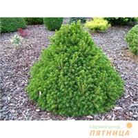 Ель обыкновенная Tompa 