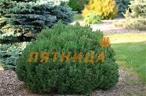 Сосна горная Mops 
