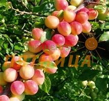 Алыча Кубанская комета 