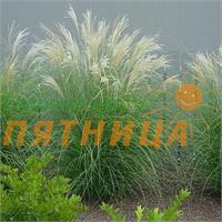 Мискантус (Miscanthus) sinensis Adagio 