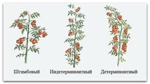 Как пасынковать томаты 