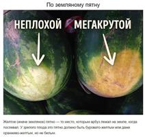 Как правильно выбрать арбуз