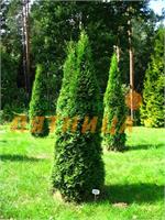 Туя западная Смарагд (Thuja occidentalis Smaragd) 