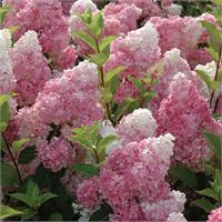 Гортензия метельчатая Vanille Fraise 