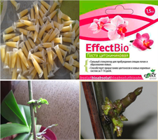 Паста цитокининовая "EffectBio" 