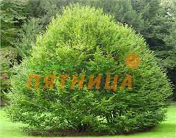 Граб Carpinus betulus 