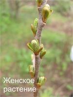 Облепиха. Как отличить мужское и женское растение? 