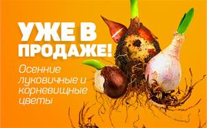 В продаже осенние луковичные цветы! 