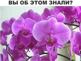 Почему у орхидеи гниют корни? 